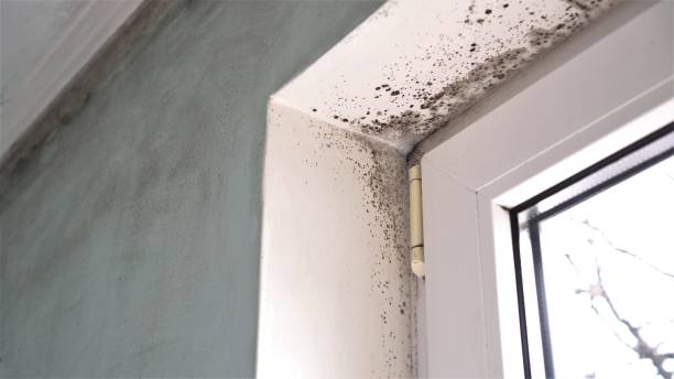 Best Black Mold Removal  in Indian Springs, GA