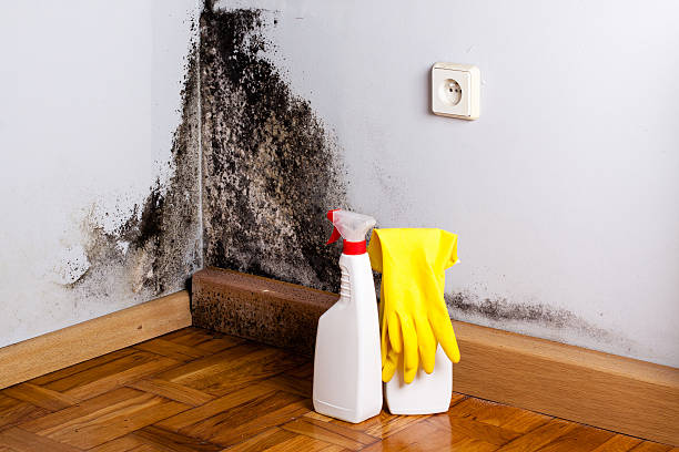 Attic Mold Removal in Indian Springs, GA